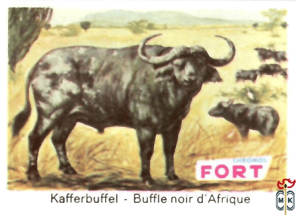 Kafferbuffel - Buffle noir d'Afrique FORT chromos