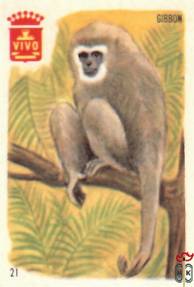 Gibbon VIVO