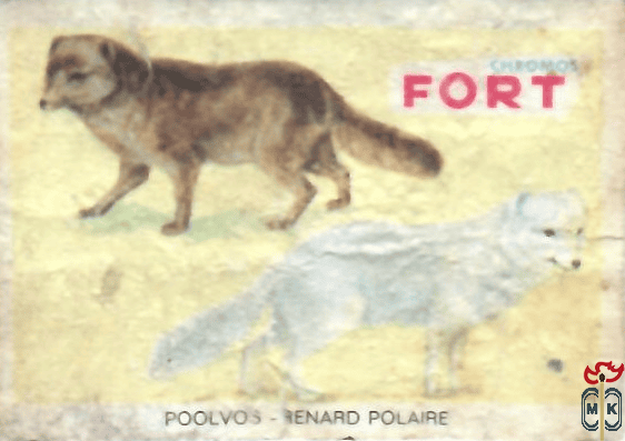 Poolvos - Renard polaire FORT chromos