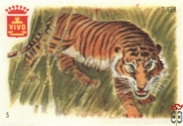 Tijger VIVO