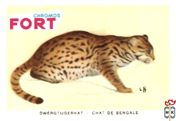 Dwergtijgerkat - Chat de bengale FORT chromos