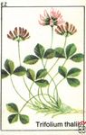 Trifolium thalii Ez