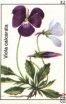 Viola calcarata Ez