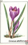 Crocus albifiorus Ez