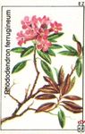 Rhododendron ferrugineum Ez